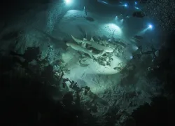 annie_crawley_dusk_dive_night_dive_nurse_sharks_maldives-_edit.jpg.webp