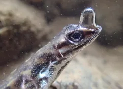 anolis-aquaticus-scuba-diving-lizard-costa-rica-lindsey-swierk.jpg.webp
