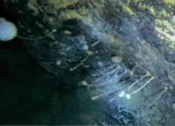antarctic-life-courtesy-hwu-griffiths-ukri-bas.jpg.webp