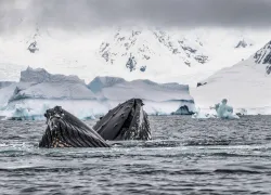 antarctica_liveaboard_theimage_alamy_teaser_scd_lob_.jpg.webp