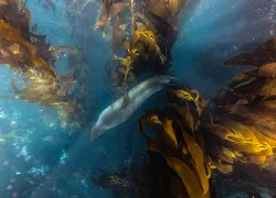 antarctica_segebarth-_edit.jpg.webp