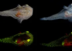antifreeze-fish-greenland-liparis-credit-john-parks-david-gruber.jpeg.webp