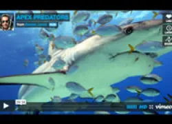 apex-predator-vimeo_thumb.jpg.webp