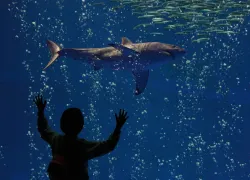 aquarium--.jpg.webp