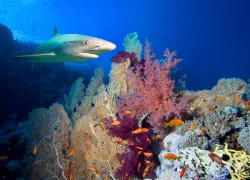 are_sharks_mammals-_.png.webp