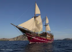 arenui_boatonly_.jpg.webp