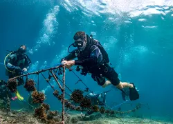 artificial-reef-restoration-indonesia.jpg.webp