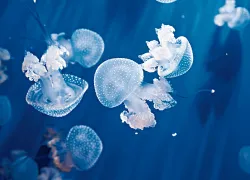 ask_dan_stung_by_jellyfish_scd_teaser.jpg.webp