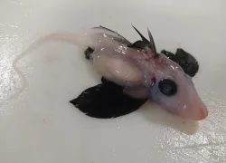 baby-ghost-shark-brit-finucci.png.webp