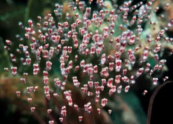 baby-shrimp-group.jpg.webp