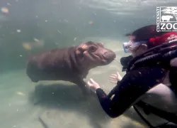 babyhippozoodiver.png.webp