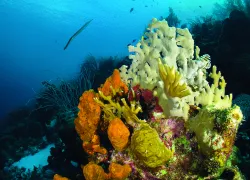 backscatteraug.jpg.webp