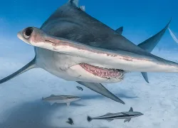 bahamas-hammerhead.jpg.webp