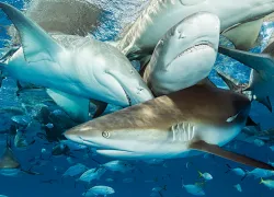 bahamas-reders-choice--sharks-jeff-yonover-teaser.jpg.webp