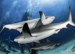 bahamas-shark-scuba-diving-.jpg.webp