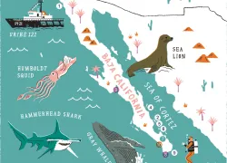 baja-california-scuba-magazine-map-scu.jpg.webp