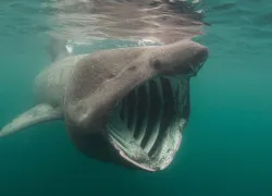 basking-sharkfactsshutterstock_.jpg.webp