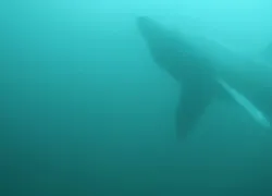 basking_shark_ireland_video_teaser.jpg.webp