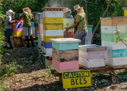 bees-in-bahamas-beekeepers-savannah-bee-co_.jpg.webp