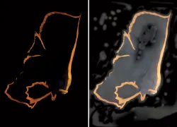 before-and-after-exposure-test-imaging.jpg.webp