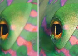 before-and-after-sharpen-focus.jpg.webp