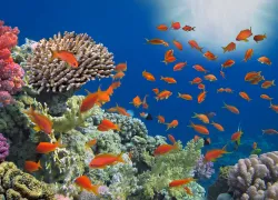 belize-reef-fish-shutterstock-vlad.png.webp
