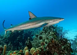 belize-shark-reef-caribbean-scott-johnson.jpg.webp