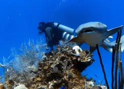 belize_underwater_wbdr_digital_article_image_x.png.webp