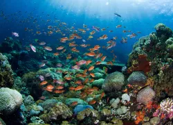 best-bali-dives-reef-shutterstock.jpg.webp
