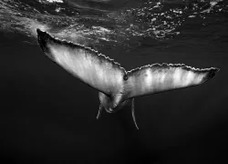 best-big-animal-diving-pacific-indian--top.jpg.webp