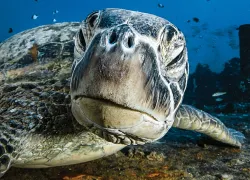 best-dive-destinations-.jpg.webp