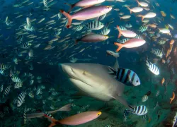 best-diving-fiji-beqa-lagoon-bull-shark.jpg.webp