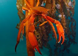 best-macro-scuba-diving-north-america-british-columbia.jpg.webp