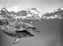 best-scuba-diving-with-big-animals-caribbean-atlantic.jpg.webp