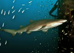 best_big_animal_dives_north_america__north_carolina_.jpg.webp