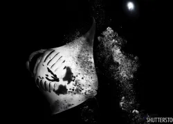 best_manta_night_dives_la_paz_shutterstock.jpg.webp