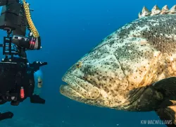 best_overall_diving_north_america_scd_top_.jpg.webp