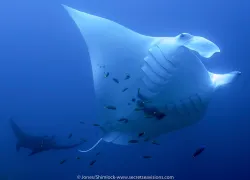 bhsnew_manta.jpg.webp
