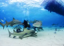 biganimal_bahamas_fisher.jpg.webp