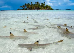 black-tips-tahiti-best-advanced-scuba-diving-pacific-indian-oceans.jpg.webp
