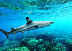 blacktip-reef-shark-shutterstock-ohishiapply.jpg.webp