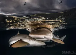 blacktip-sharks-underwater-photo-tahiti.gif.webp