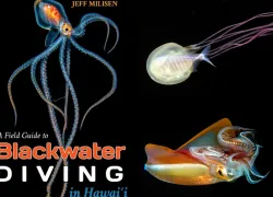 blackwater_diving.png.webp