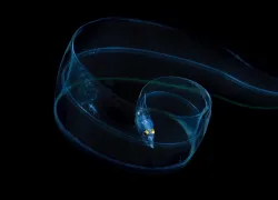 blackwater_leptocephalus-larval-eel----_edit.jpg.webp