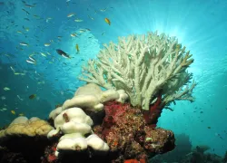 bleached-coral-shutterstock-acro_phuket.jpg.webp