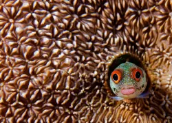 blenny_shutterstock_.jpg.webp