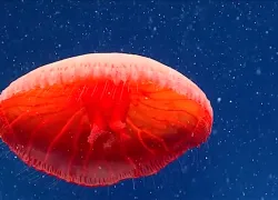 blood-red-jellyfish-noaa.jpg.webp