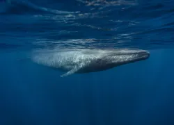 blue_whale_biggest_animal__shutterstock_.jpg.webp