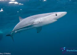 blueshark_maryomalley.jpg.webp