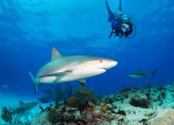 bmot-bimini-____.jpg.webp
